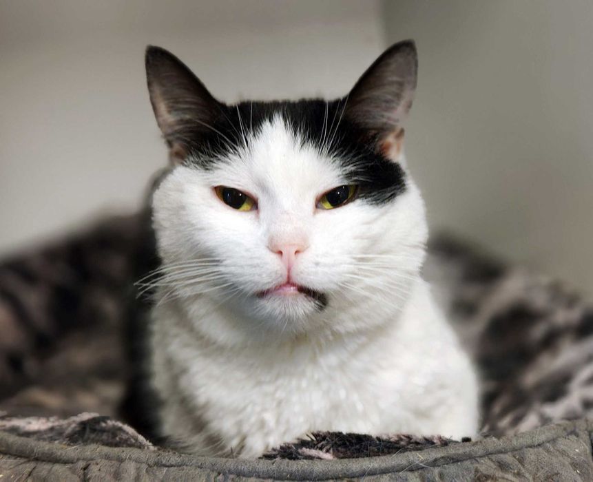 Вишукана кото-дівчинка Арома, 1.5 року шукає свою сім’ю. Коти, киці