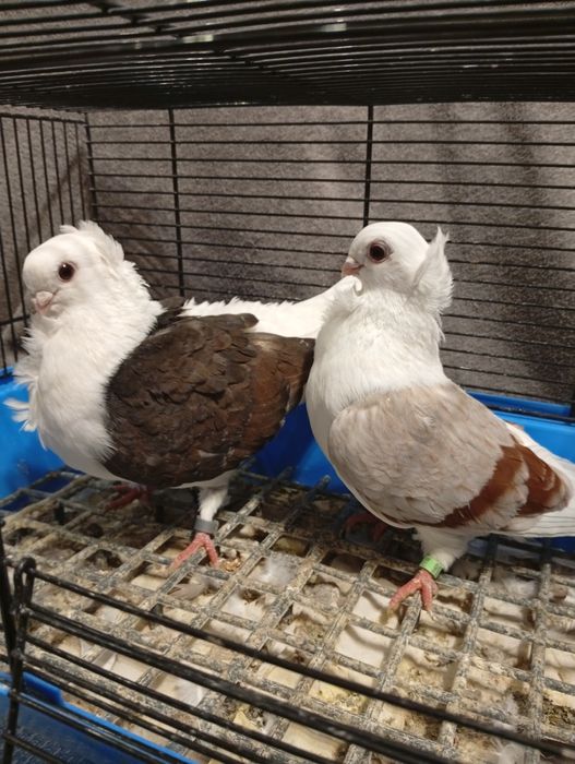 Sprzedam mewki polskie