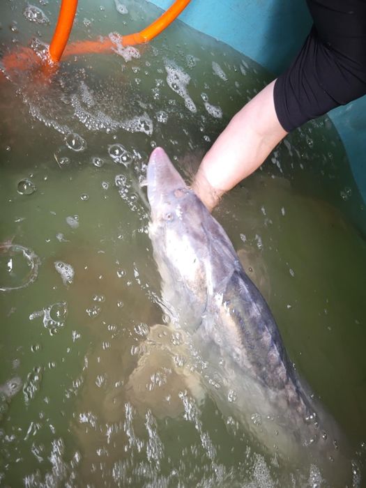 Pstrąg potokowy stawowy lin karp koi sandacz