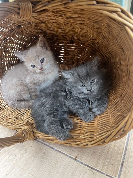 Котики в добрі руки