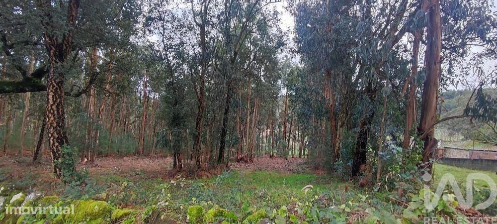 Terreno Agrícola em Bela