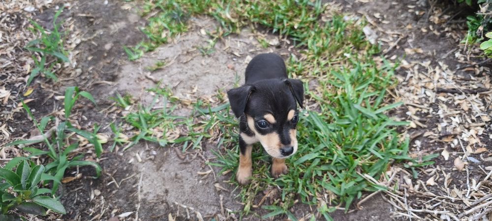 Pinscher pincher miniatura criado em ambiente familiar