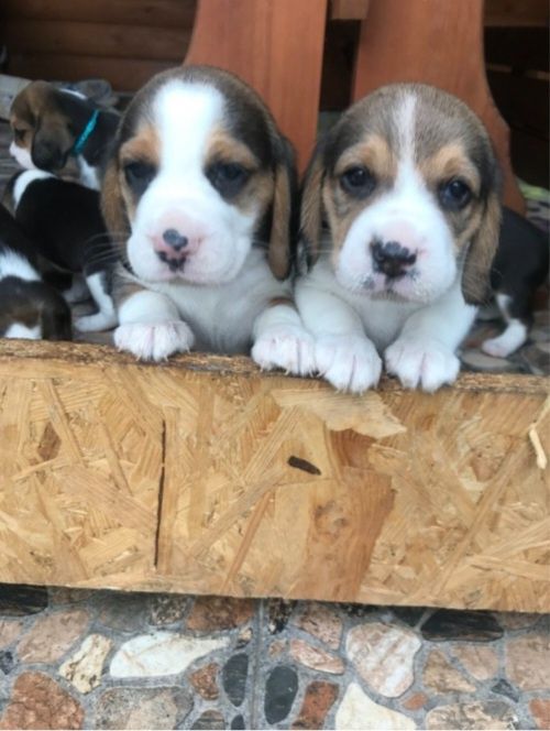 Бигль готовые к переезду