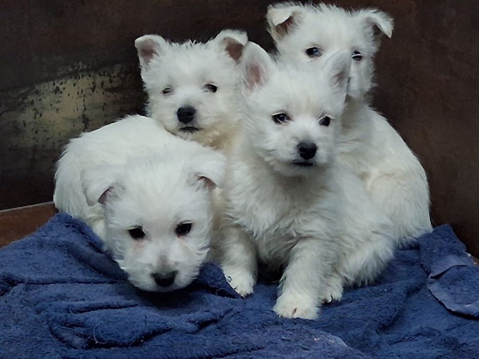 Sliczny szczeniaczek west highland white terrier