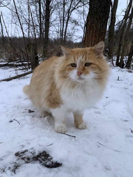 Рудий красень Руді шукає дім і люблячу родину!