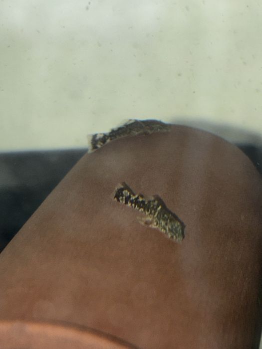 Ancistrus Long Fin