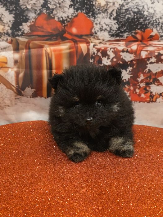 Spitz  Macho  pequenino