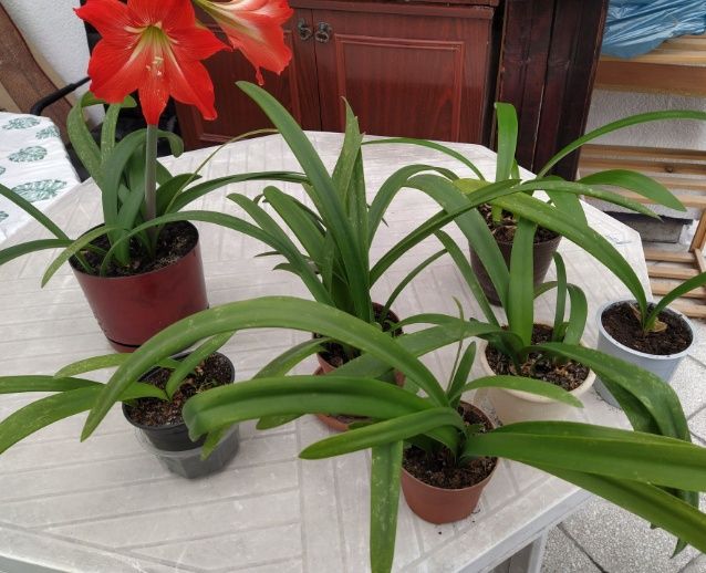 cebulka Amarylis a, pięknie rozkwita
Rozmnażam kolekcję
Kwitnący to kw