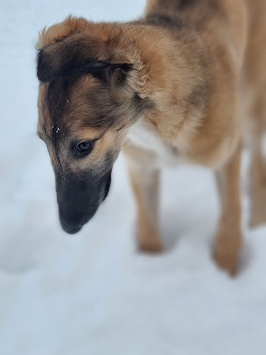 Цуценята псової борзої