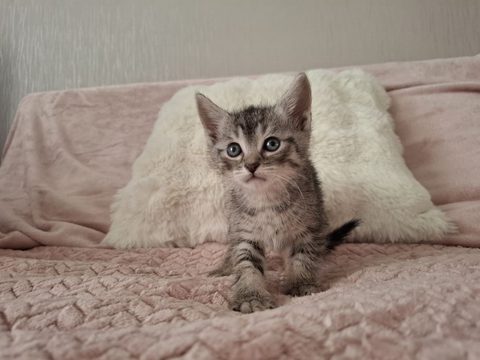 Кошенята в люблячі руки