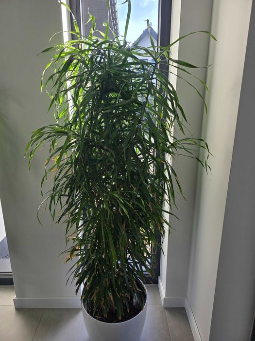 Dracena roślina doniczkowa