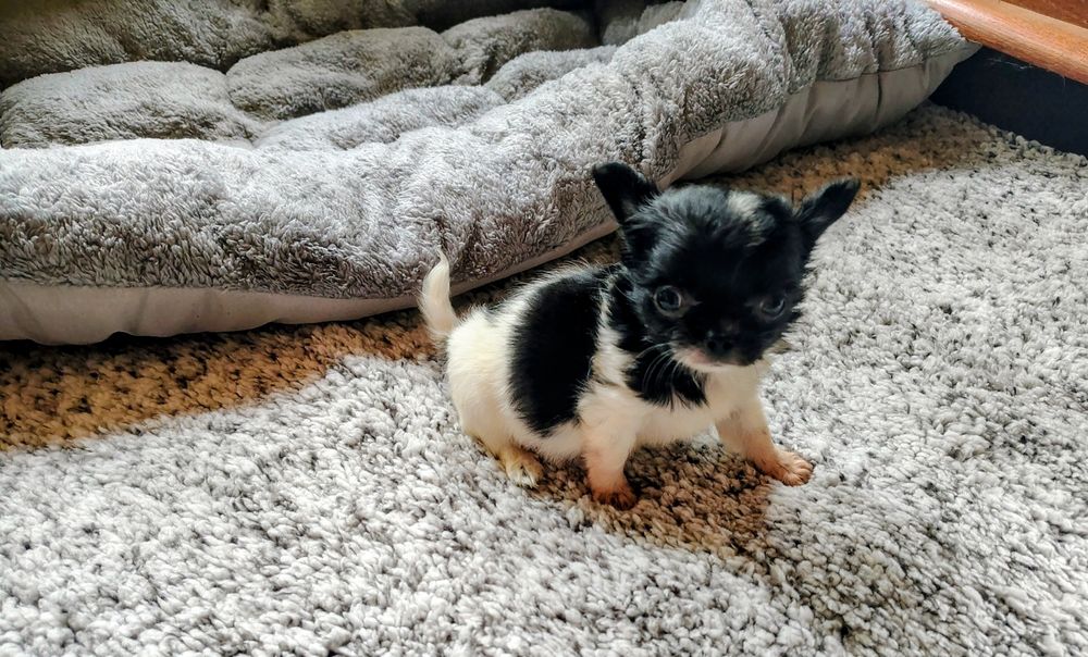 Chihuahua, sunia, mini suczka, maleńka sunia