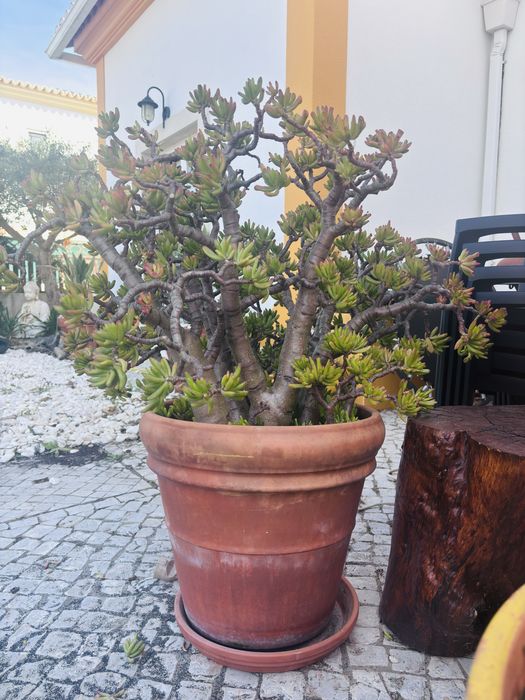 Árvore do Jade adulta estilo bonsai em vaso grande de terracota