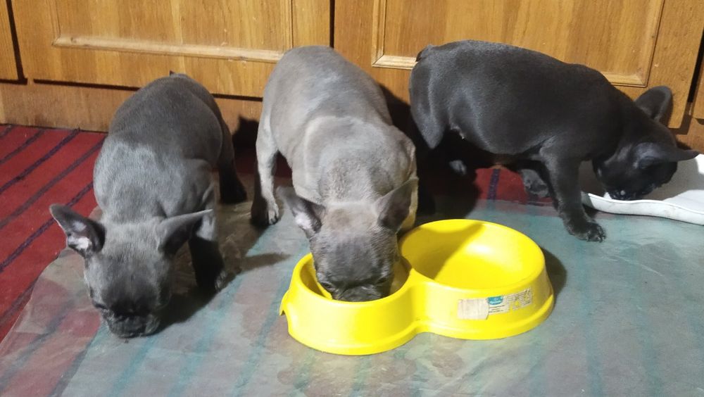 Продам цуценят Французький бульдог