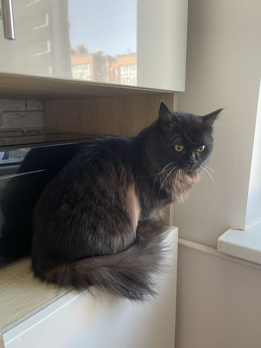 Перетримка тварин