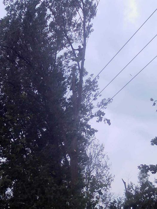 Kompleksowa wycinka drzew, frezowanie pni, rębakowanie usługi wywrotką