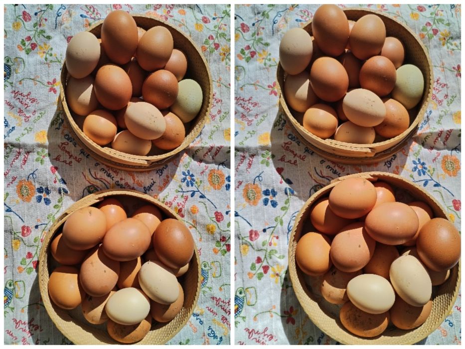 Vendo ovos caseiros