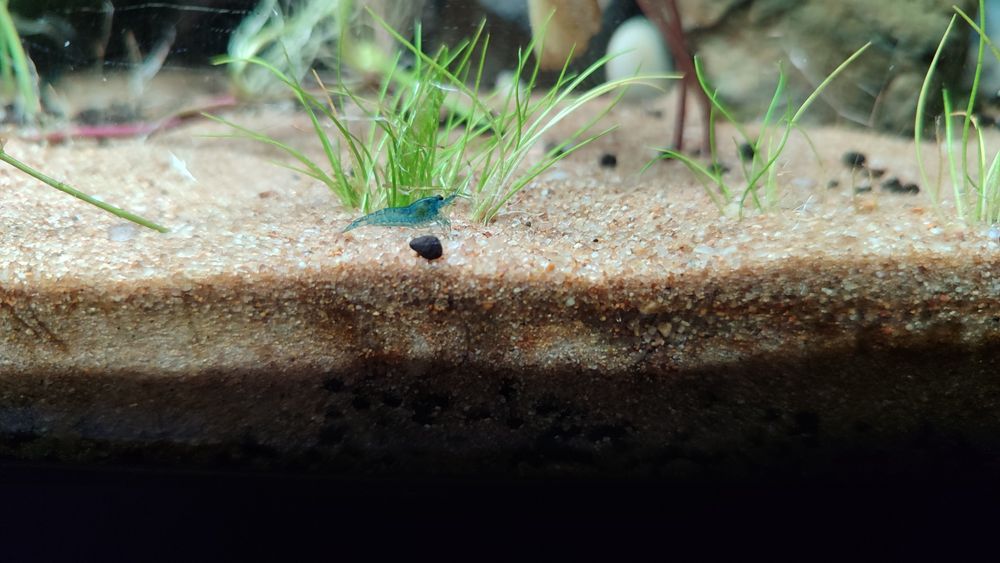 Camarões Neocaridina "Blue Carbon Rili"