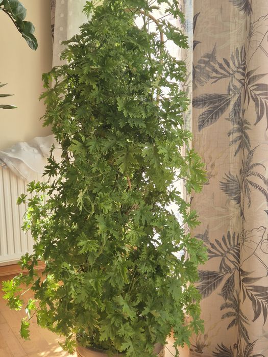 Geranium / anginka