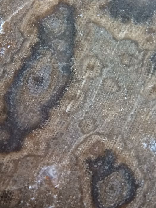 Skamieniale drzewo z Gor Kaczawskich.