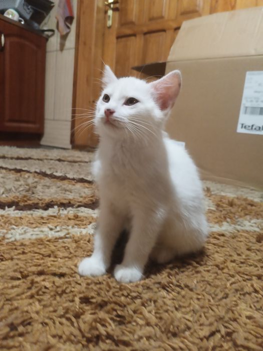 Kociak Romuś do ADOPCJI