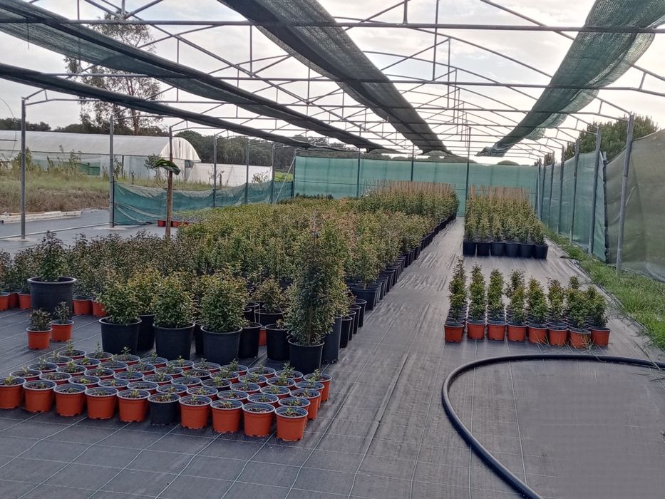 Eugenias Myrtifolia 1 metro