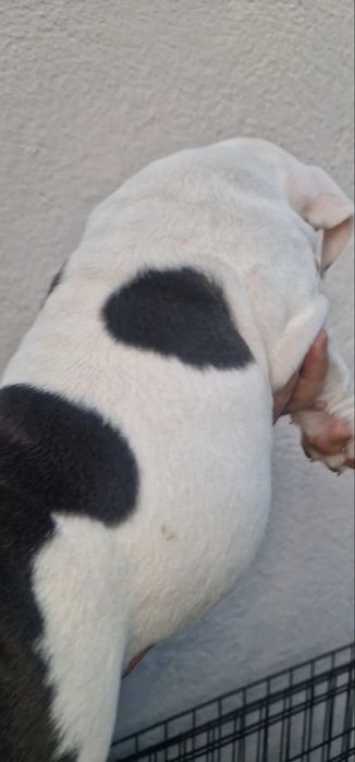 American Bully lindíssimo