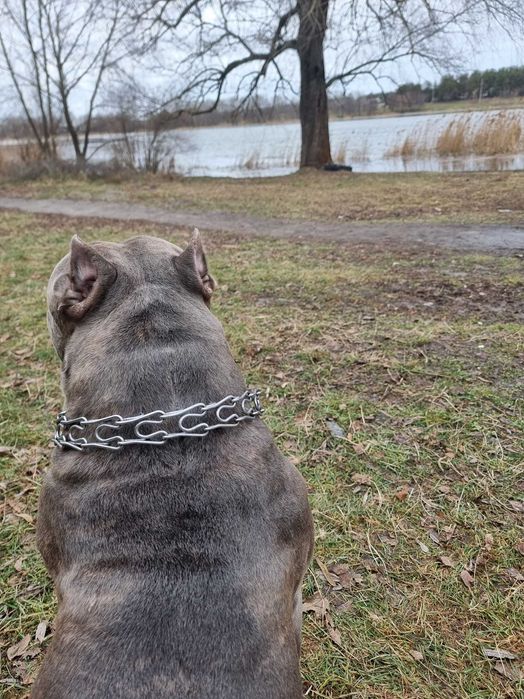 Вязка американский булли XL