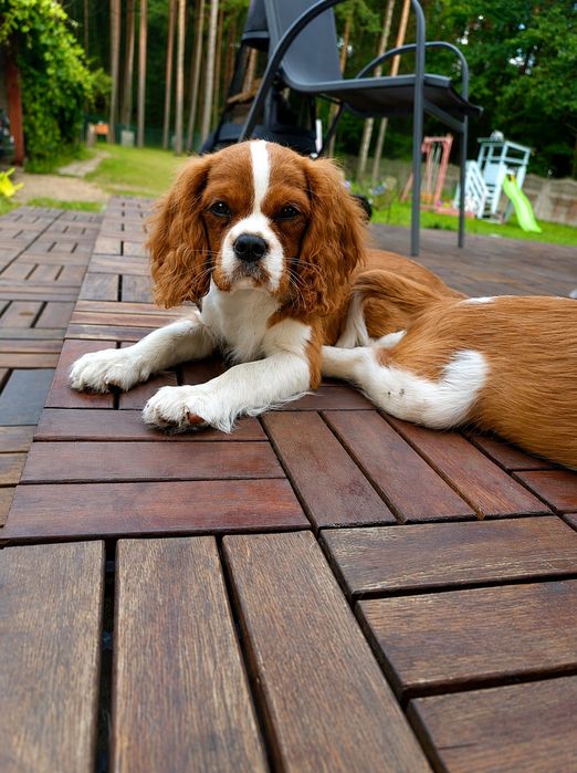 Cavalier King Charles Spaniel uroczy Chojrak