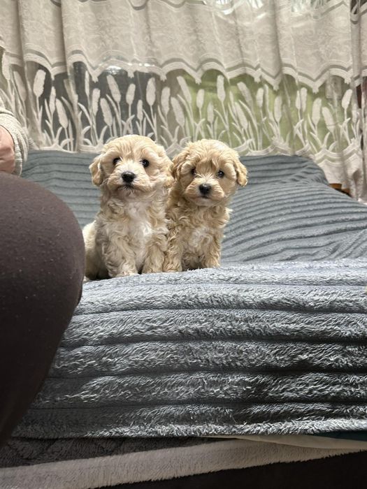 Хлопчики мальтіпу