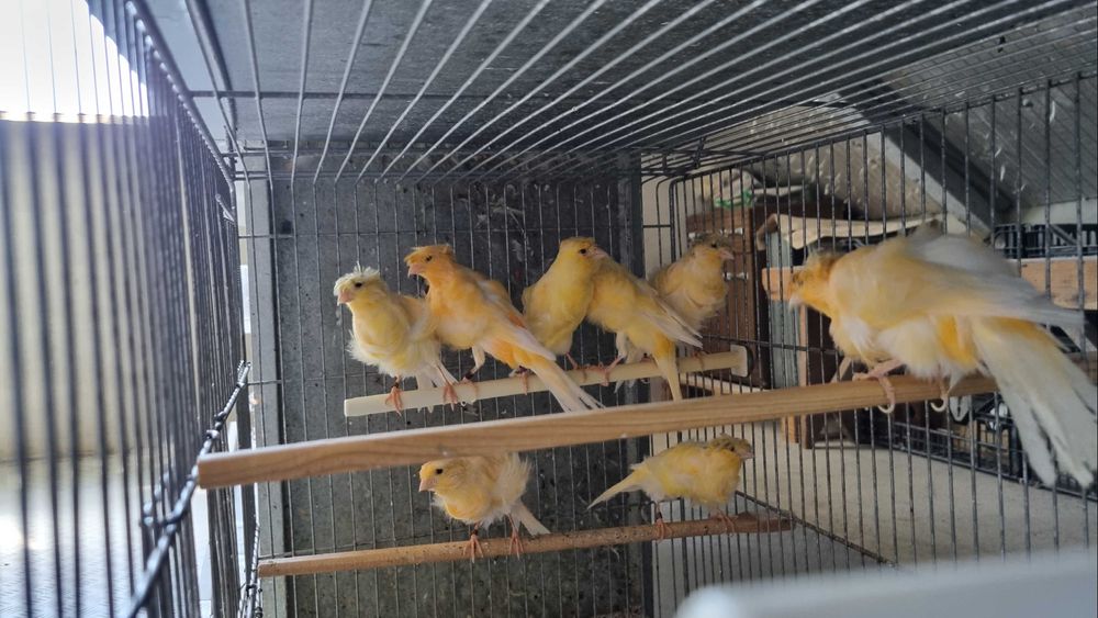 Canarios Frisados Padovanos