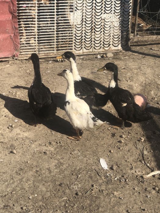 Kaczki pekiny dworki francuskie