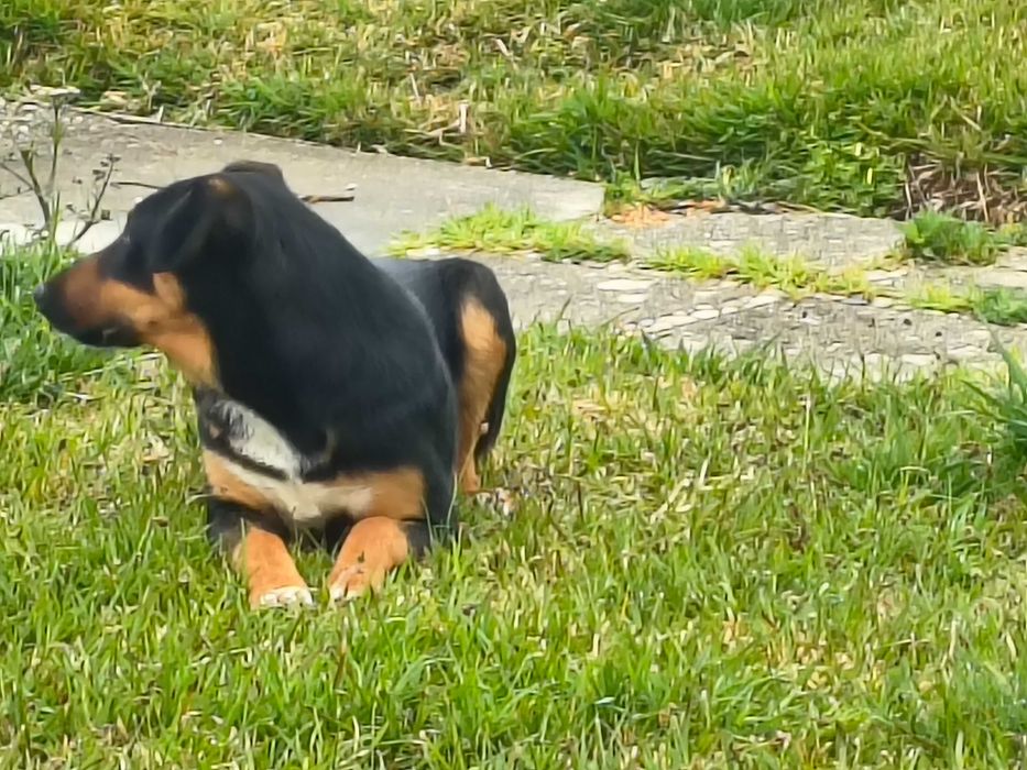Cachorro de 6 meses Grátis