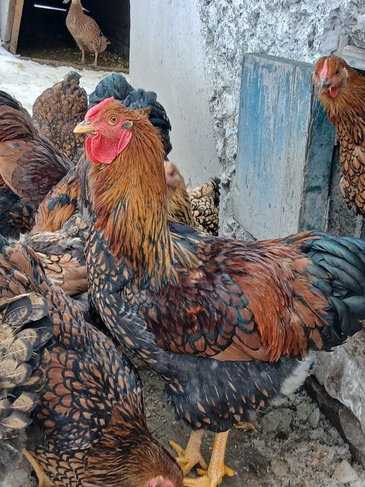 Півні віандот минулорічні