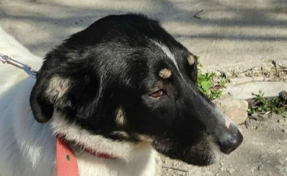 Отдам даром в добрые руки собачку