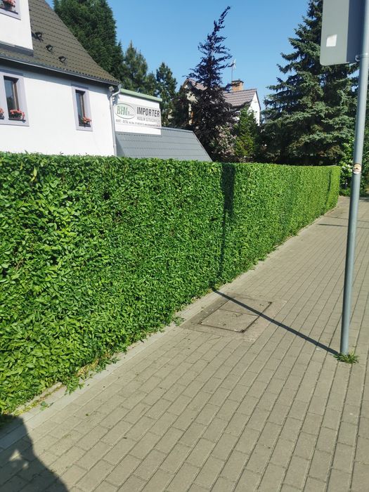 Usługi ogrodnicze, pielęgnacja, żywopłotu, koszenie trawy wertykulacja