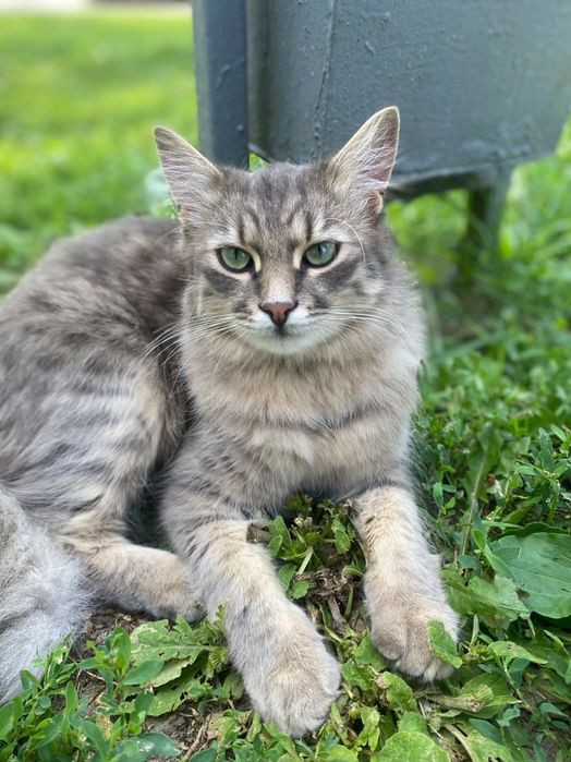 Отдам даром в хорошие руки