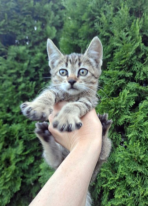 Котик сірий смугастий, короткошорстний, народився 26.06.2026 р.