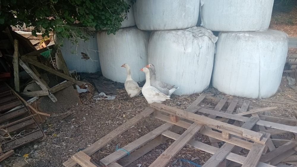 Vários animais galinhas, perus, cordonizes,  garnizas , patos, gansos