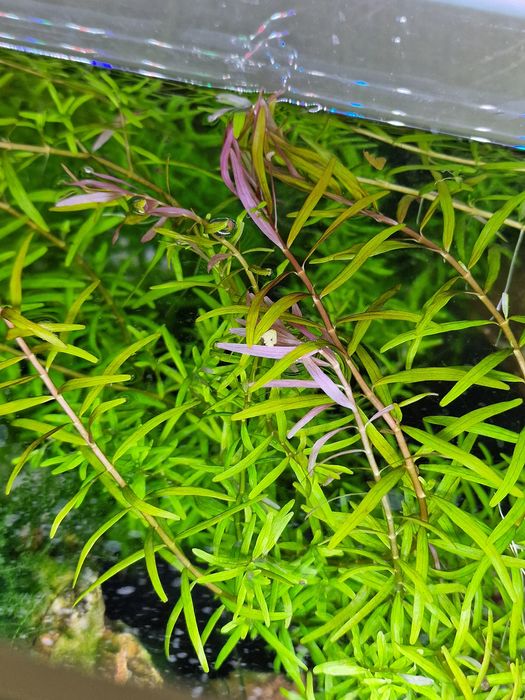 Rotala Rotundifolia
