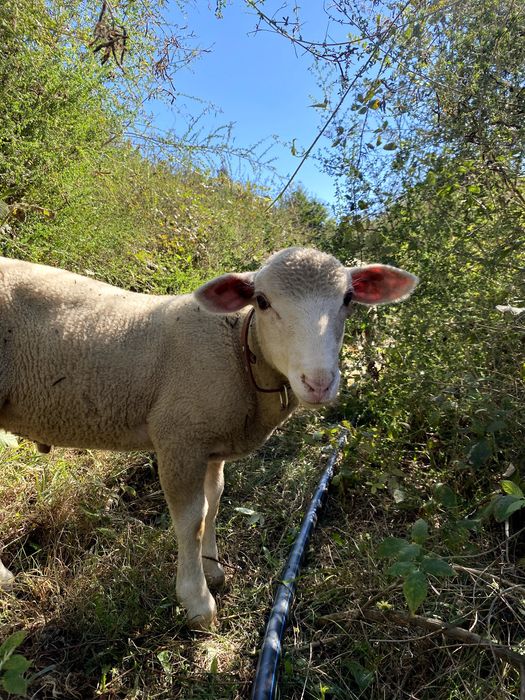 Carneiro, Merino &  Île-de-France, 2 meses e meio, troca ou venda