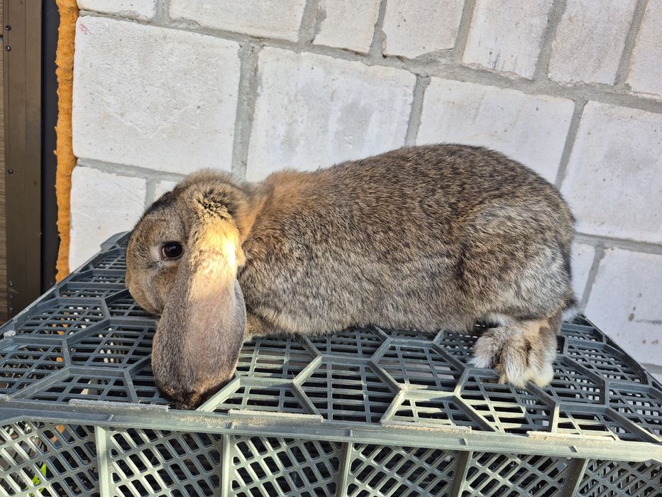 Samiec Baran francuski szary