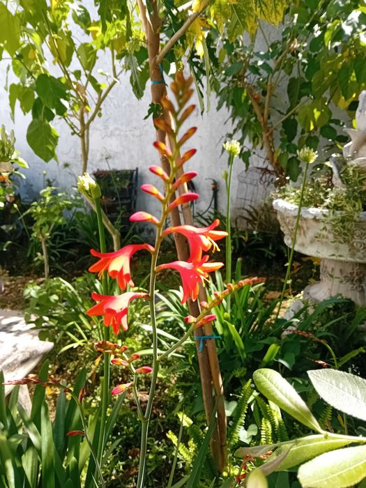 Crocosmia / Montbretia flor cor de laranja