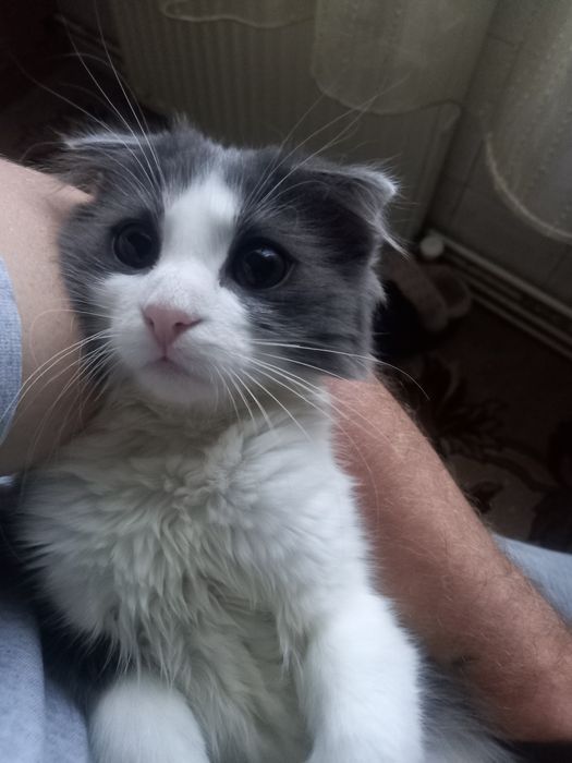 Віддам  мицьку  6 місяцев, шотланская  веслаухая.