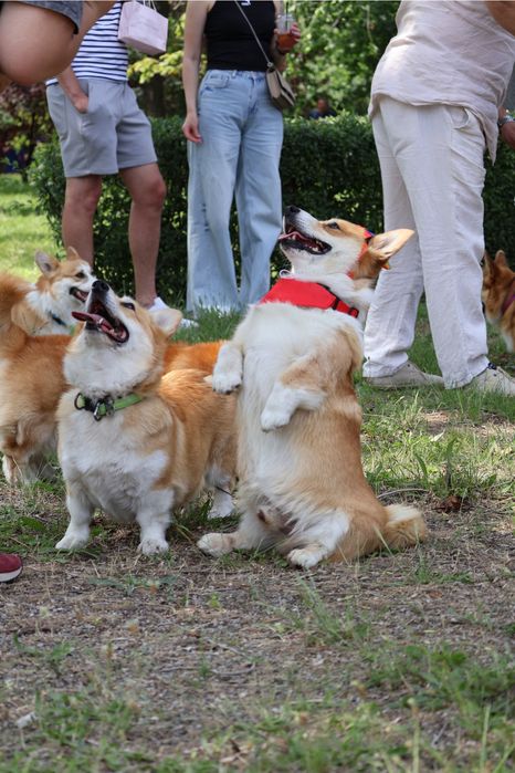 Дівчина коргі_Вишня дивовижна