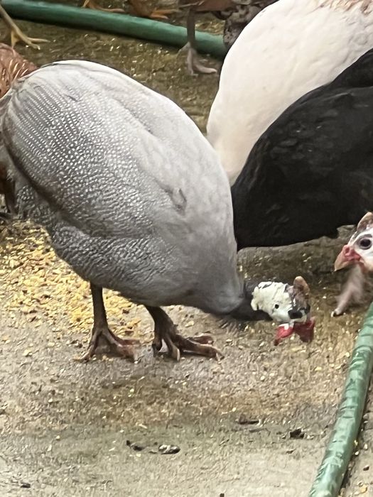Fracas/Galinhas de Angola