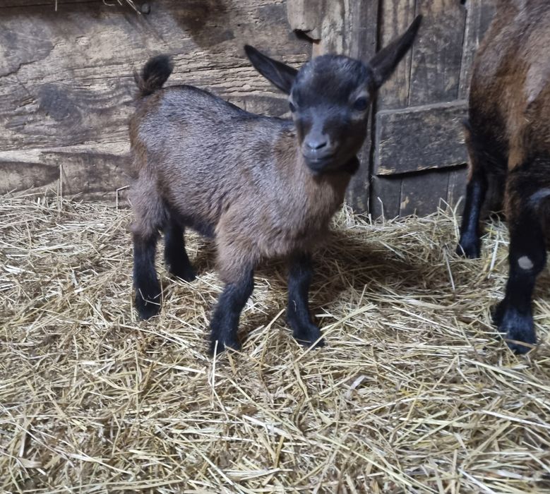 ***Cabras  Micro anãs  ***