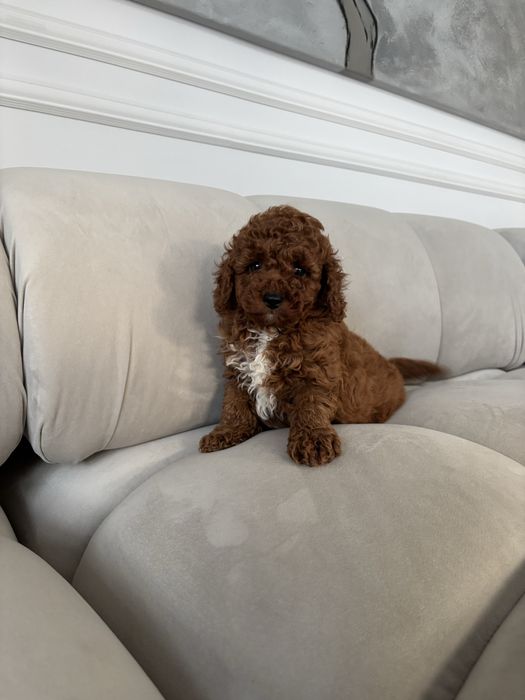 Pudel Toy Mini piesek z rodowodem