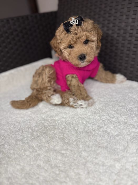 Маленькі милі мальтіпу