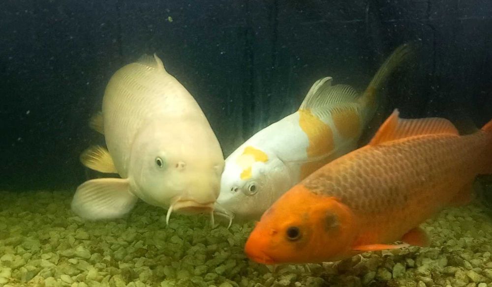 Karp koi oczko wodne staw